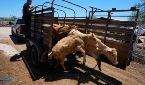 Mexico resumes limited cattle exports to U.S. after screwworm pause, relieving ranchers