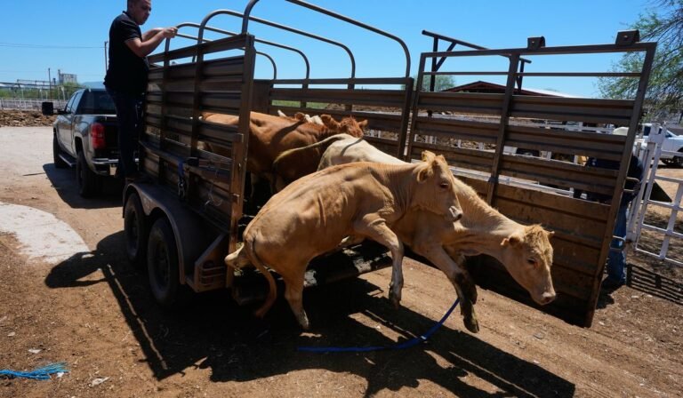 Mexico resumes limited cattle exports to U.S. after screwworm pause, relieving ranchers