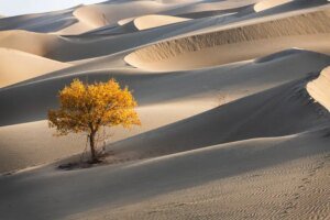 ESG Scores Miss What Matters: Can Companies Adapt?