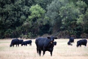 Ranchers accuse Trump administration of disrupting beef supply, as prices rise