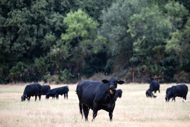 Ranchers accuse Trump administration of disrupting beef supply, as prices rise