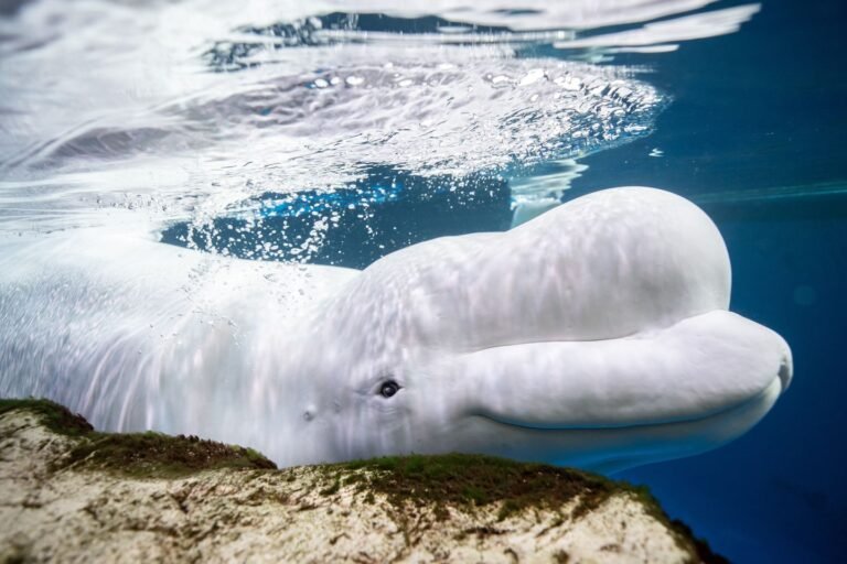 2 beluga whales rescued from shuttered Canadian park have died since relocation to Chicago aquarium