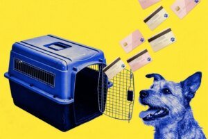 These Free Credit Cards Have Perks for Pet Owners