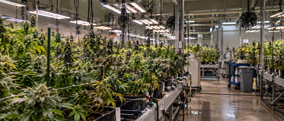 CURLF, ACB and TLRY Stocks: Cannabis Consolidation Heats Up