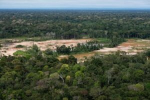 Criminal networks threaten the Amazon. Indigenous leaders want the U.N. to act